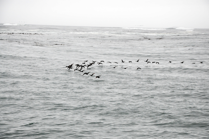 Melanie Heinrich Travel images Capetown -Shark diving Africa